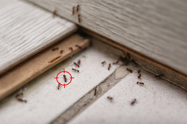 Professional Pest Control in Plainfield, IN