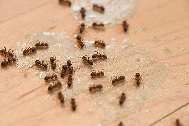 Best Pest Inspection Near Me  in Plafield, IN