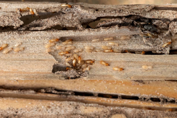 Best Pest Prevention Services  in Plafield, IN